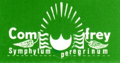 Com frey Symphytum peregrinum