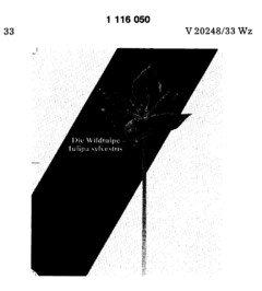 Die Wildtulpe - Tulipa sylvestris