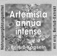 Artemisia annua intense Beifuß-Kapseln