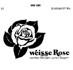 weisse Rose