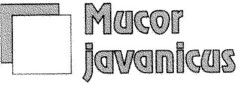 Mucor javanicus