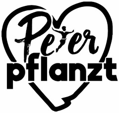 Peter pflanzt