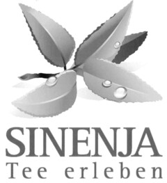 SINENJA Tee erleben