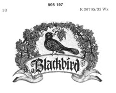 Blackbird