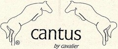 cantus by cavalier