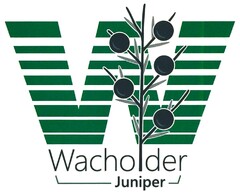 Wacholder Juniper