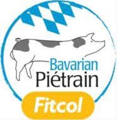 Bavarian Piétrain Fitcol