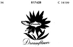 Pond`s Dreamflower