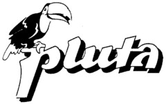 pluta