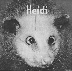 Heidi