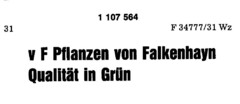 v F Pflanzen von Falkenhayn Qualität in Grün