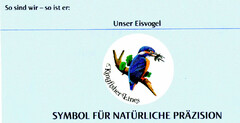 Unser Eisvogel Kingfisher Lines SYMBOL FÜR NATÜRLICHE PRÄZISION