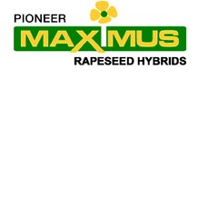 PIONEER MAXIMUS RAPESEED HYBRIDS