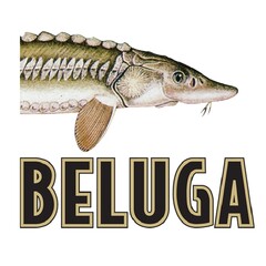 BELUGA