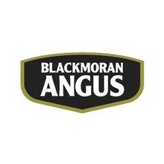 BLACKMORAN ANGUS