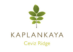 KAPLANKAYA Ceviz Ridge