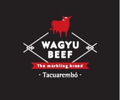 WAGYU BEEF THE MARBLING BREED TACUAREMBÓ