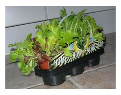 HOME GROW SALAD BAR