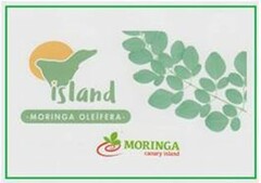 ISLAND MORINGA OLEIFERA MORINGA CANARY ISLAND