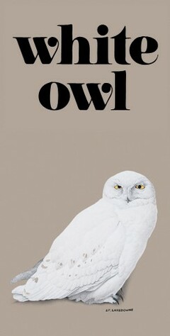 white owl