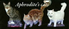 APHRODITE'S CATS