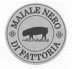 MAIALE NERO DI FATTORIA