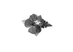 The mark consists of a single hibiscus flower with a fern affixed to artificial flower leis, not being part of the leis, but functioning as a label that identifies and distinguishes the applicant's goods.