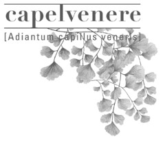 capelvenere (Adiantum capillus veneris)