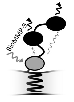 BioMMP-9