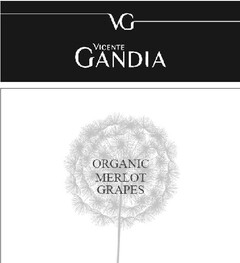 VG VICENTE GANDIA ORGANIC MERLOT GRAPES