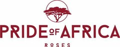 PRIDE OF AFRICA ROSES