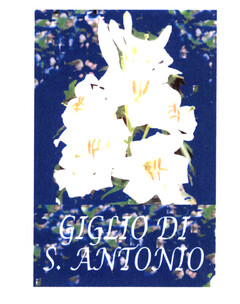 GIGLIO DI S. ANTONIO