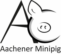 Aachener Minipig