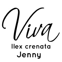 Viva Ilex crenata Jenny