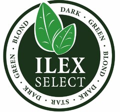 ILEX SELECT DARK GREEN BLOND DARK STAR DARK GREEN BLOND