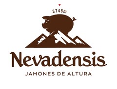 NEVADENSIS 3748m JAMONES DE ALTURA