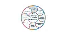 The pathways of human behaviour Biological Need Brain & Body Systems Cognitive Operations Psycological States Human Morality Behaviour Rewards Engagement