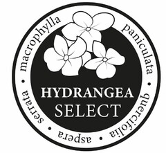 Hydrangea Select