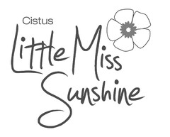 Cistus Little Miss Sunshine