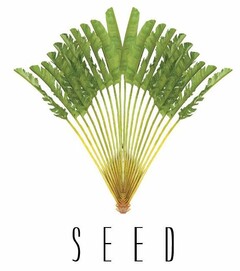 Seed