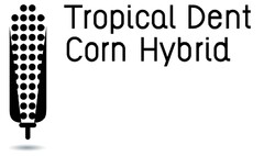 Tropical Dent Corn Hybrid