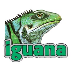 iguana