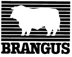 BRANGUS