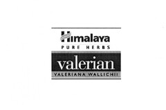 Himalaya PURE HERBS valerian VALERIANA WALLICHII