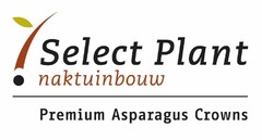 Select Plant Naktuinbouw Premium Asparagus Crowns
