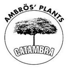 AMBRÖS' PLANTS CATAMBRA