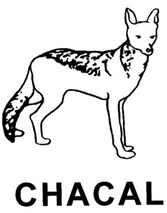 CHACAL