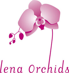 lena Orchids