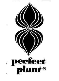 perfect plant