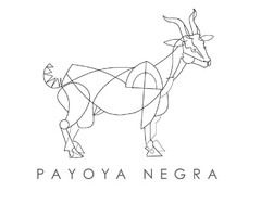 PAYOYA NEGRA